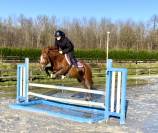 Magnifique ponette welsh part bred 4 ans 