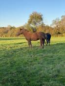 À VENDRE : La Jument Cob Normande Qui Fait Rêver ! 