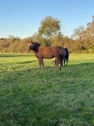 À VENDRE : La Jument Cob Normande Qui Fait Rêver ! 