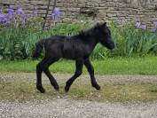 Poulain shetland intermédiaire PP