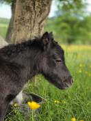 Poulain shetland intermédiaire PP