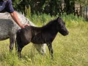 Poulain shetland intermédiaire/standard PP