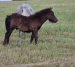 Poulain shetland intermédiaire/standard PP