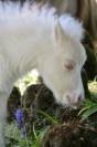 Poulain mini Shetland pleins papiers cremello tobiano