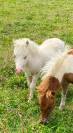 Poulain mini Shetland pleins papiers cremello tobiano