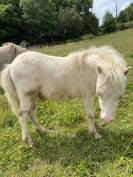 Poulain mini Shetland pleins papiers cremello tobiano