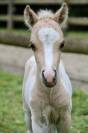 Poulain miniature OC (75% AMHA) palomino tobiano