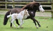 Poulain miniature OC (75% AMHA) palomino tobiano