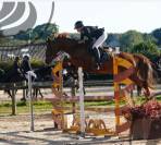 A VENDRE HONGRE 7 ans SF Casallo x Baloubet du Rouet