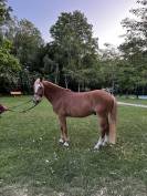 Poney de sport à vendre 