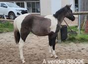 Poulain paint horse pp grullo tobiano homozygote noir 