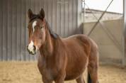 Jeune cheval 3 ans 