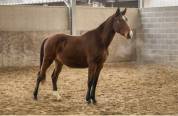 Jeune cheval 3 ans 