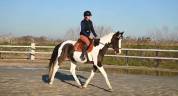 Cheval pie de sport 