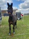 Fox trot d'oseana - Poney 9 ans à vendre ou à louer