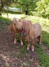 Donne 2 poneys Shetland