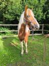 Ponette Irish X Pottock Pie Tobiano 4 ans