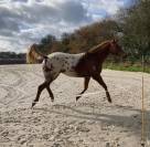 Jument appaloosa 6ans