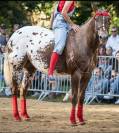 Jument appaloosa 6ans