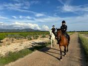 Jolie jument camarguaise 