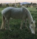 Jolie jument camarguaise 