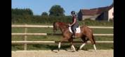 Jument dressage 