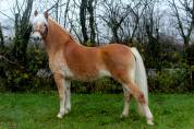 Belle jument Haflinger