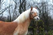 Belle jument Haflinger