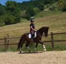 Super hongre gros potentiel dressage