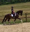 Super hongre gros potentiel dressage