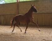 Jument 6 ans top potentiel dressage