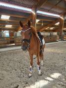 Jument 6 ans top potentiel dressage