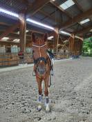 Jument 6 ans top potentiel dressage