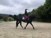 Ponette Dartmoor B 