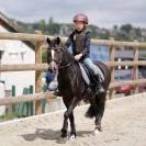 Ponette Dartmoor B 