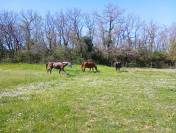 Pension pré/ paddocks avec abris