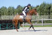 SBS cheval de sport belge, hongre, 6 ans 