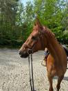 SBS cheval de sport belge, hongre, 6 ans 