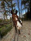 SBS cheval de sport belge, hongre, 6 ans 