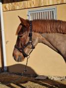 Poney D de 5ans pour AS 2