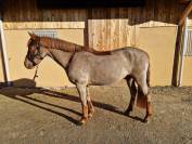 Poney D de 5ans pour AS 2