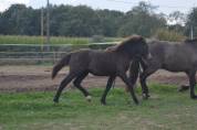 Pouliche Welsh Part-Bred 2024