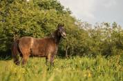 Pouliche Welsh Part-Bred 2024