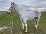 Hongre pie gris jeune cheval 