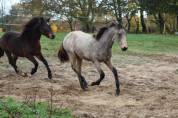 Poneys français de selle 