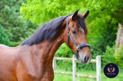 Très bon jeune cheval de dressage