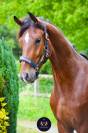 Très bon jeune cheval de dressage