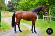 Très bon jeune cheval de dressage