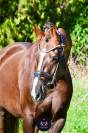 Superbe hongre de 5 ans dressage haut potentiel