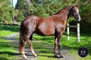 Superbe hongre de 5 ans dressage haut potentiel